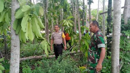 Penebangan Pohon Oleh FPRB
